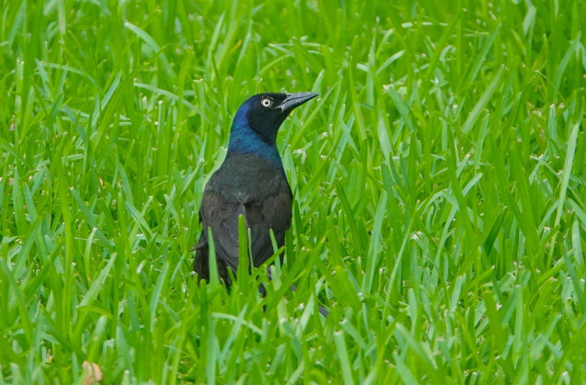 Common Grackle - ML639031245