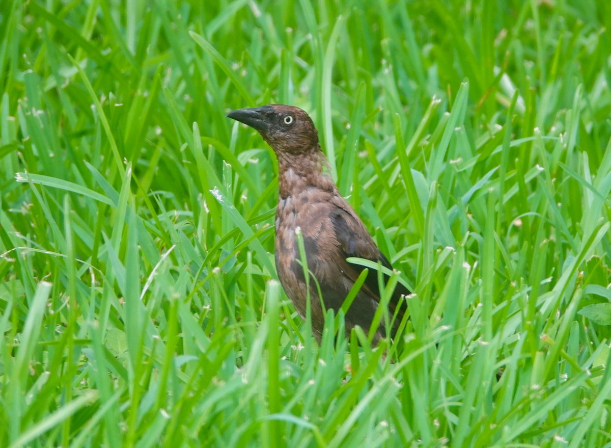 Common Grackle - ML639031249