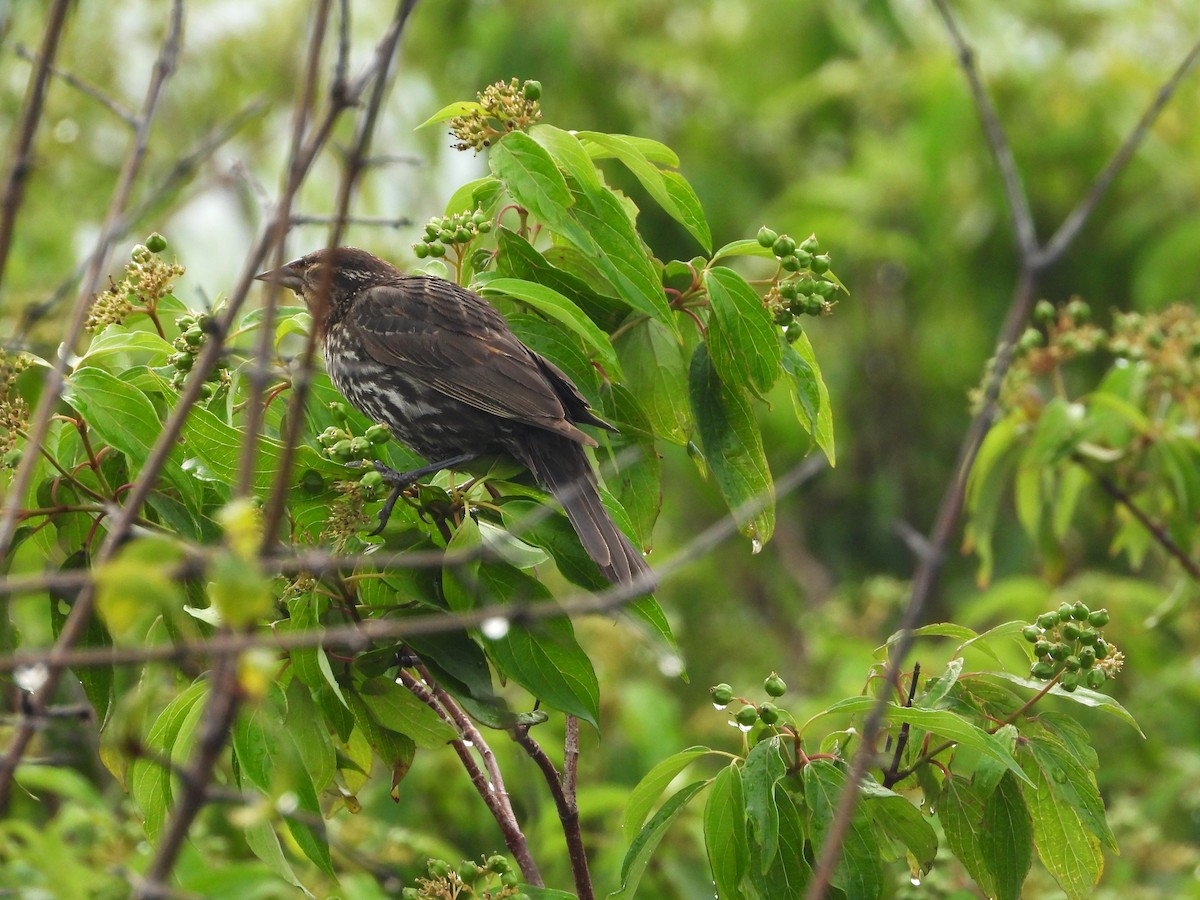 Red-winged Blackbird - ML639031265