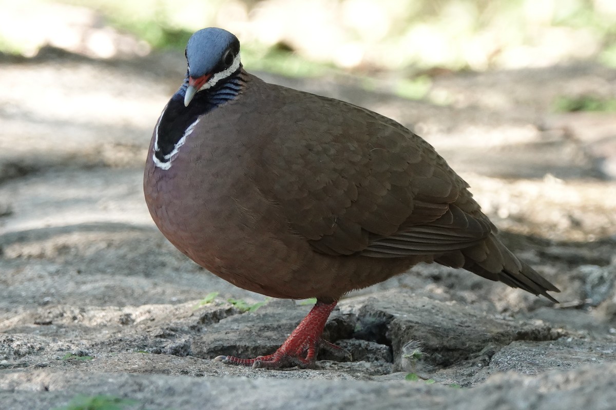 Blue-headed Quail-Dove - ML639031272