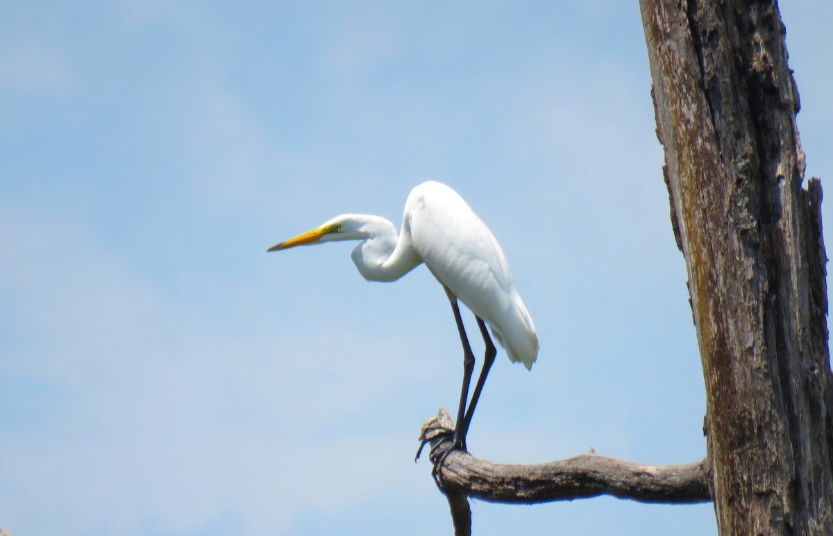 Great Egret - ML639031291