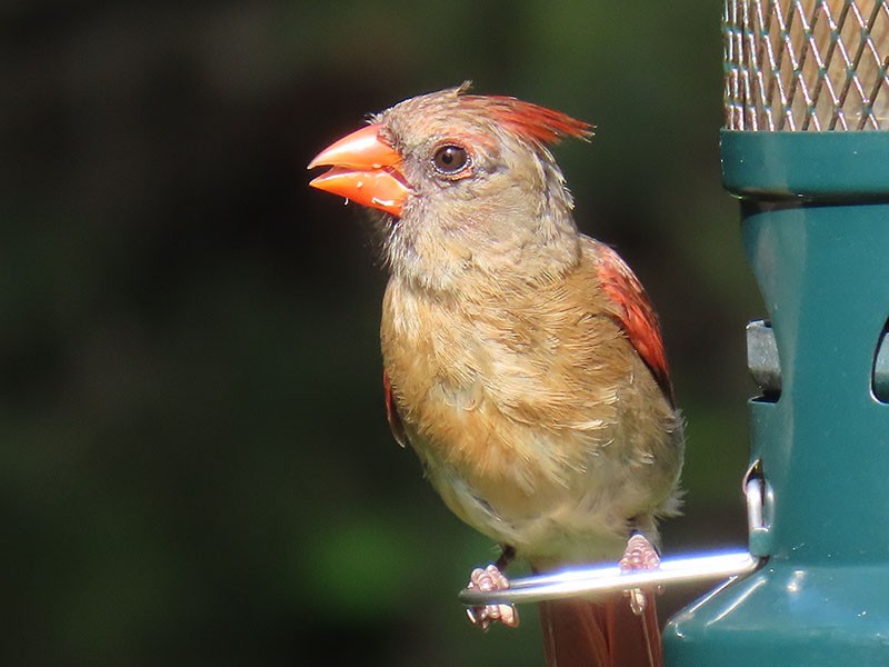 Northern Cardinal - ML639031356