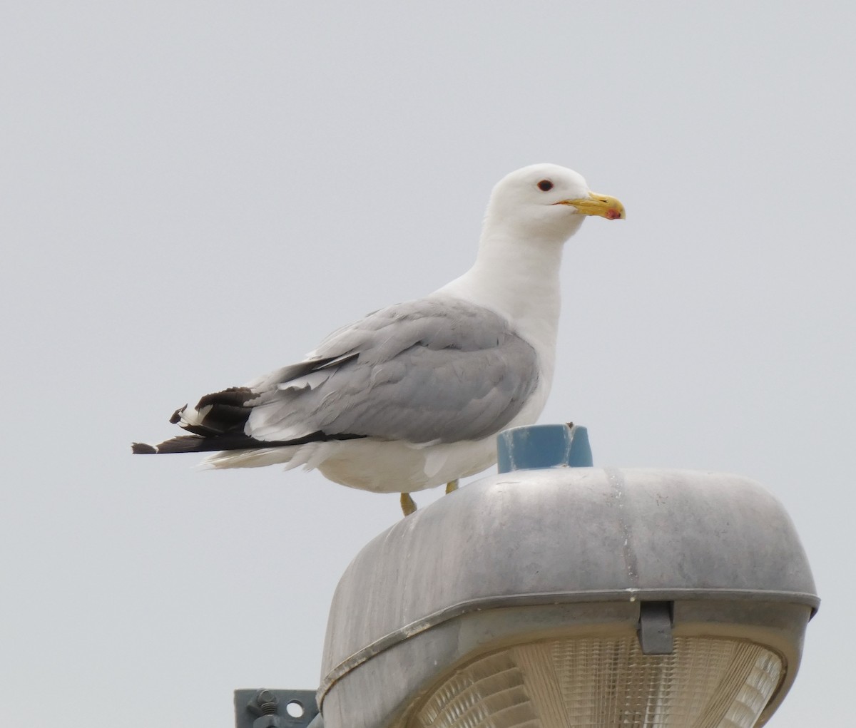 California Gull - ML639031359