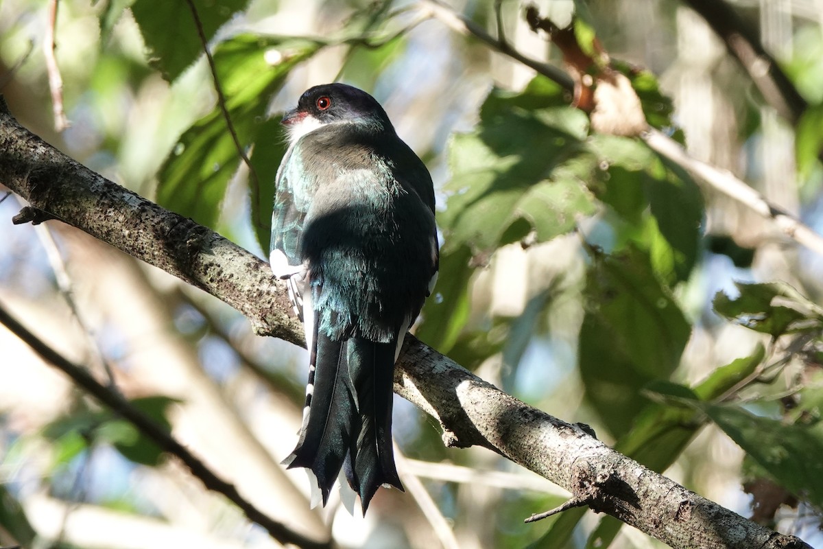 Cuban Trogon - ML639031379