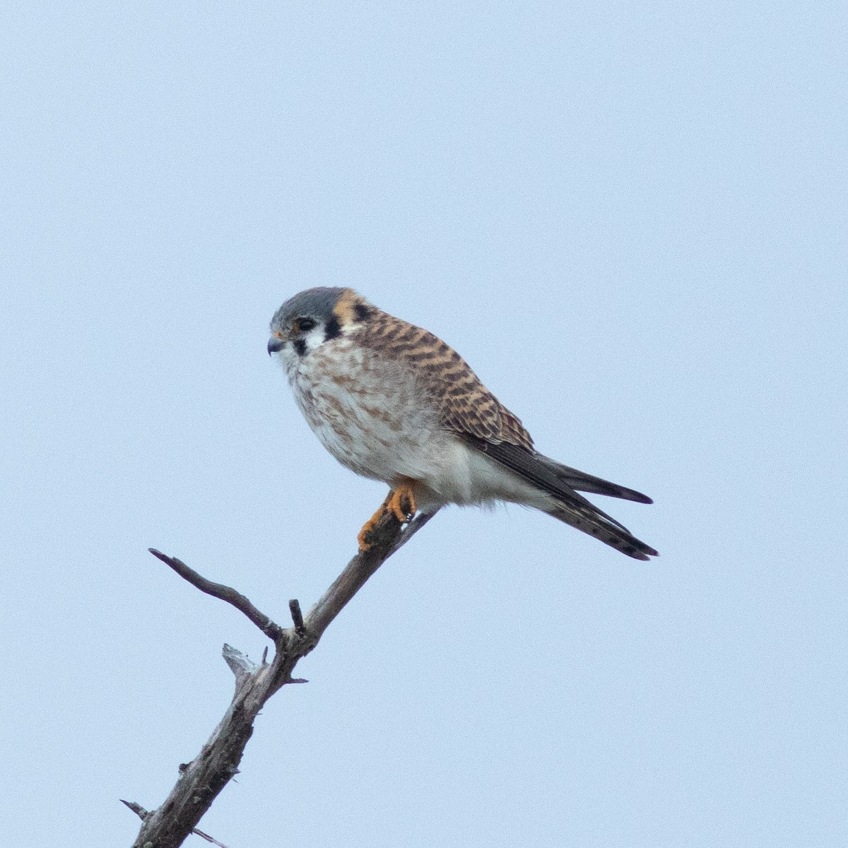 American Kestrel - ML639031390