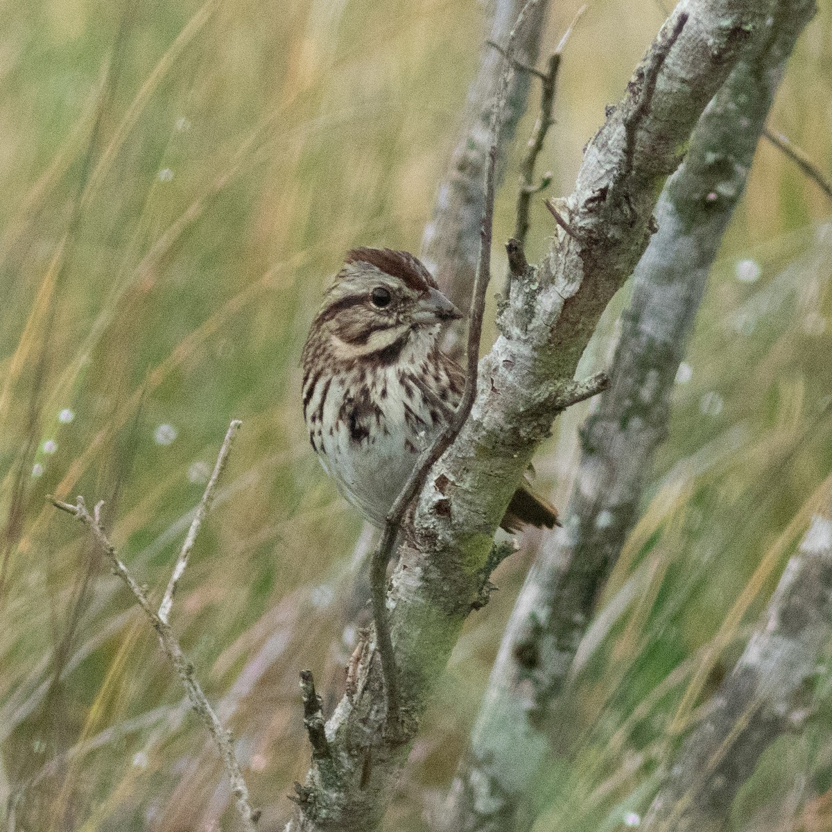 Song Sparrow - ML639031396