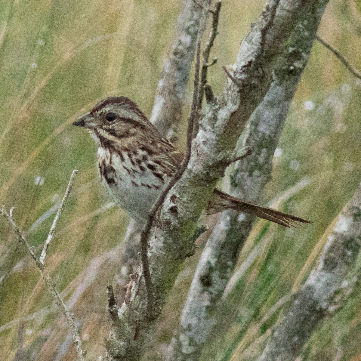Song Sparrow - ML639031397