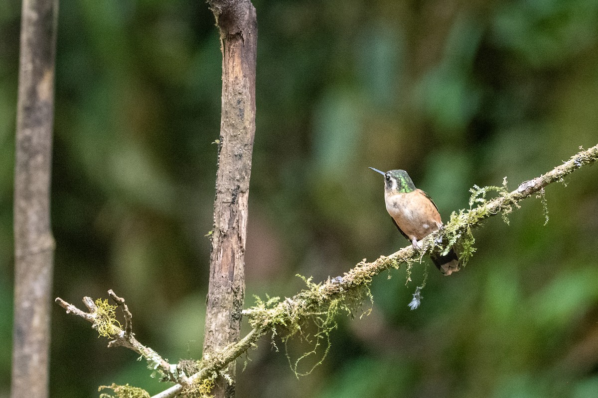 Speckled Hummingbird - ML639031447