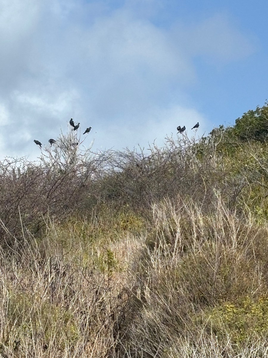 White-crowned Pigeon - ML639031468