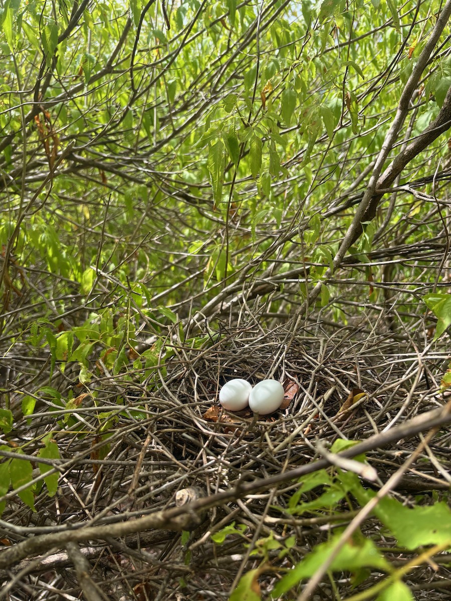 White-crowned Pigeon - ML639031469