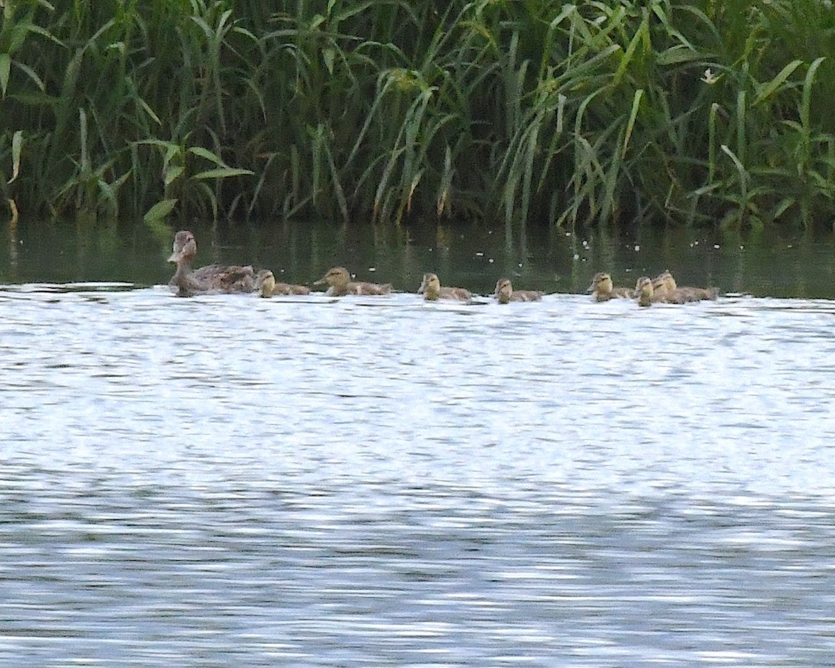 Mexican Duck - ML639031523