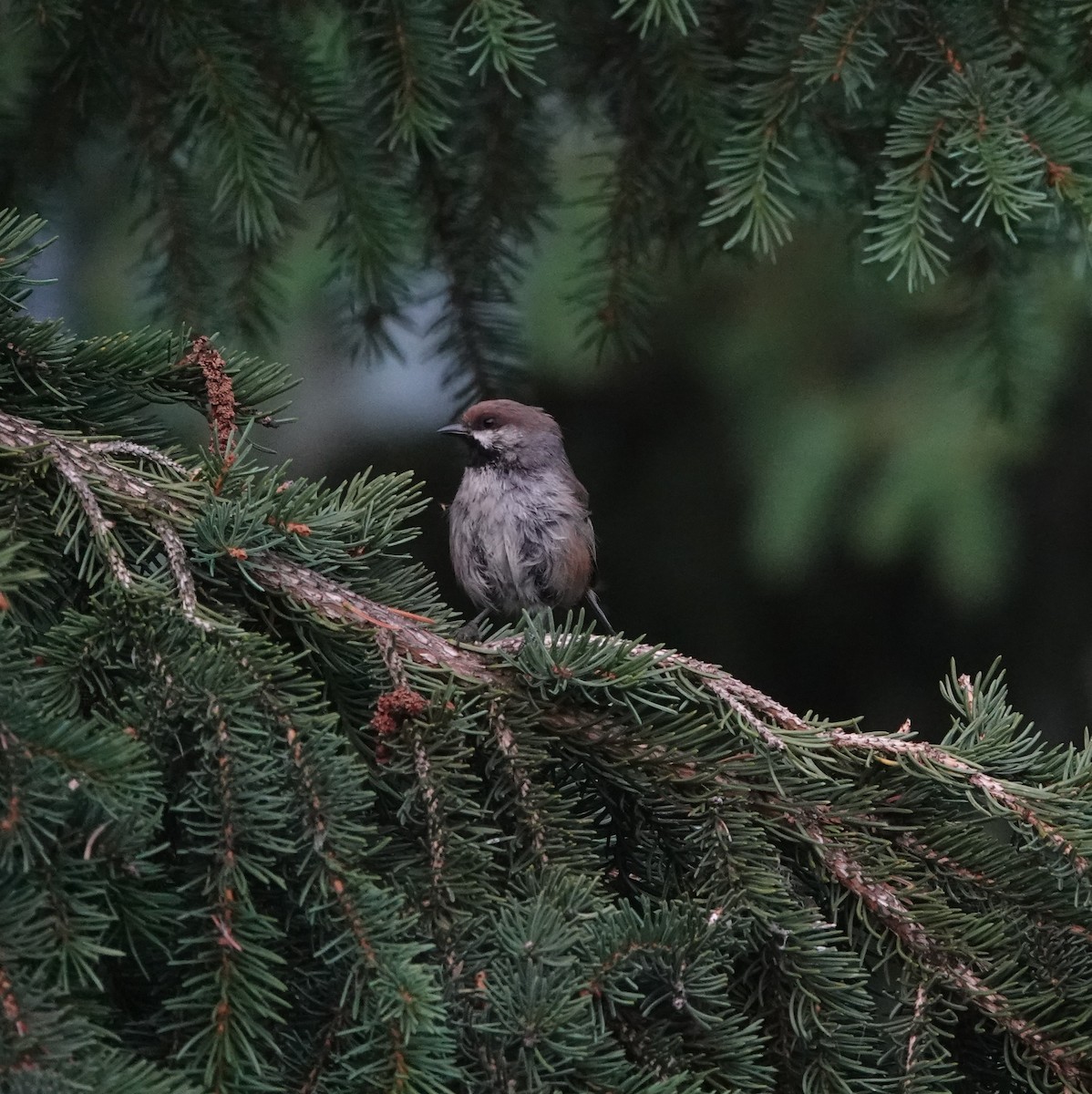 カナダコガラ - ML639031532