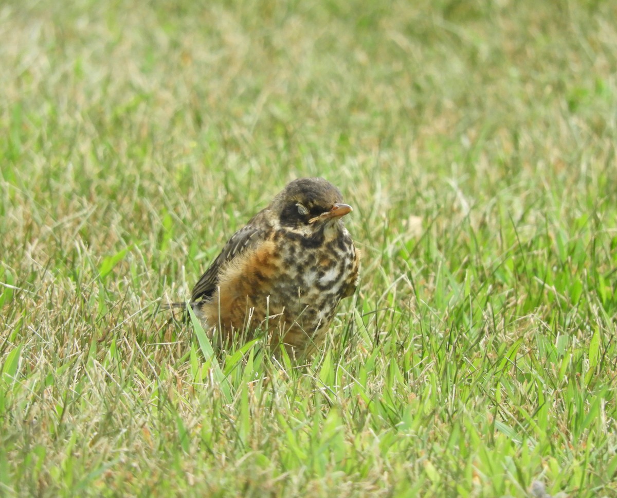 American Robin - ML639031541