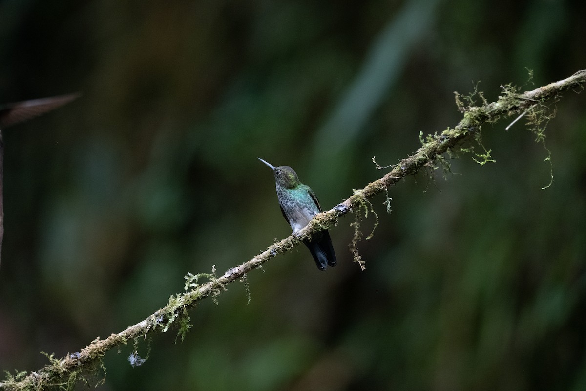 Greenish Puffleg - ML639031585