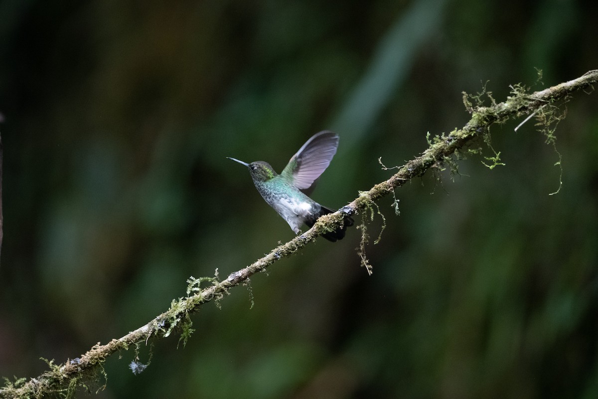 Greenish Puffleg - ML639031586