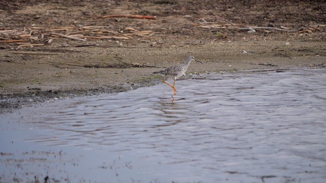 Greater Yellowlegs - ML639031628