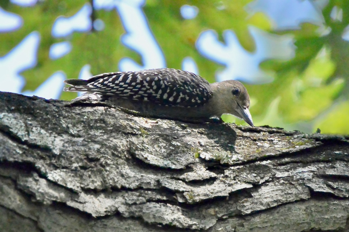 Red-bellied Woodpecker - ML639031638