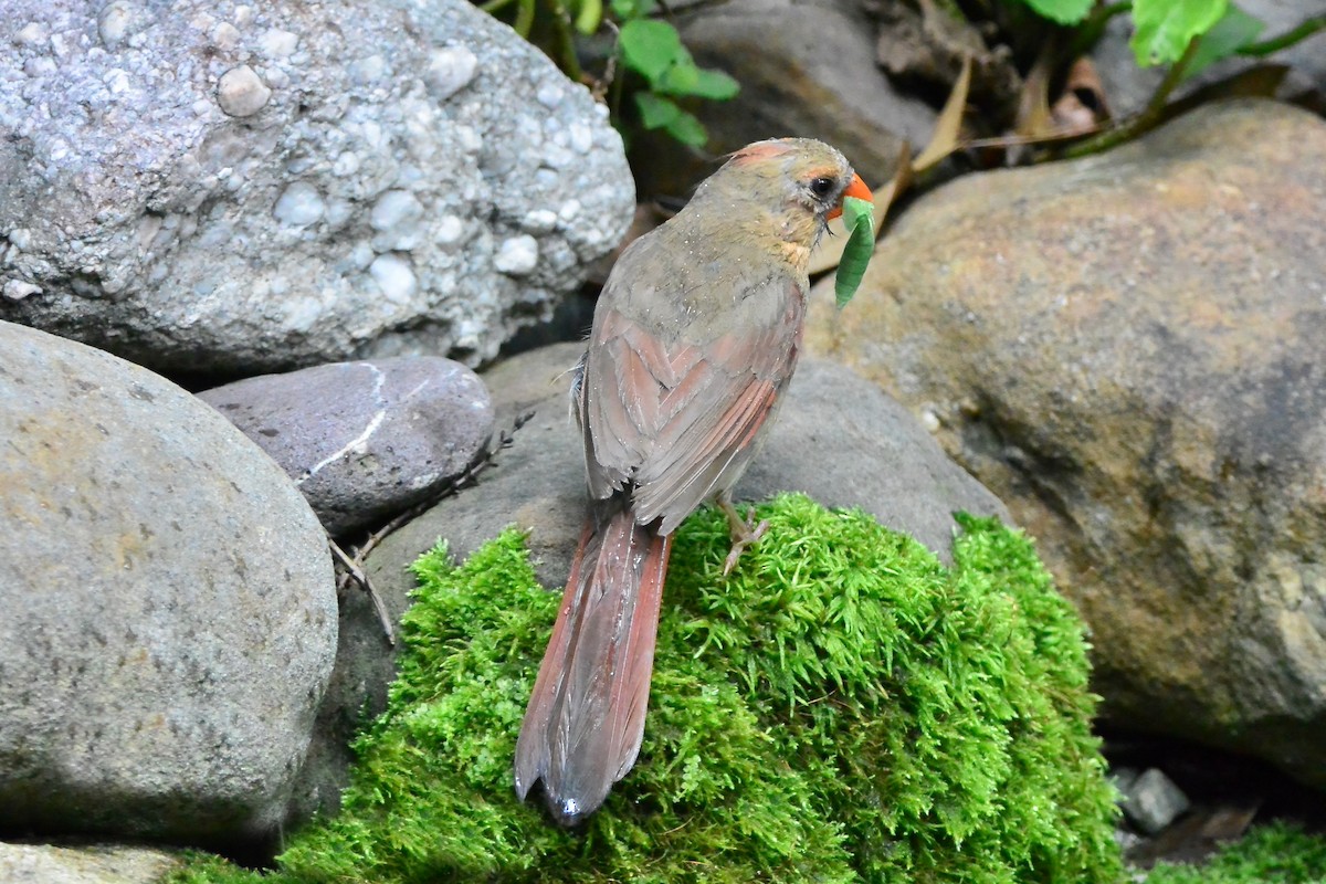 Northern Cardinal - ML639031668