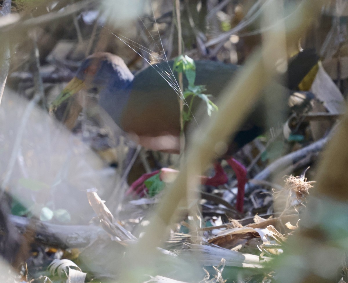 Gray-cowled Wood-Rail - ML639031676