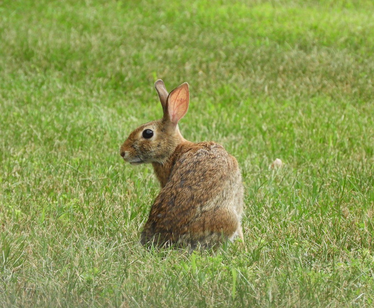 Eastern Cottontail - ML639031699