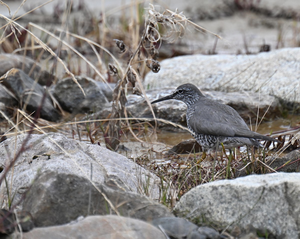 Wandering Tattler - ML639031731