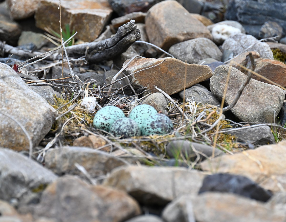 Wandering Tattler - ML639031734