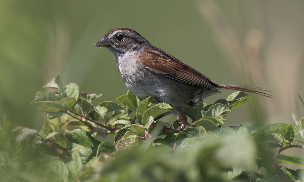 Swamp Sparrow - ML639031737