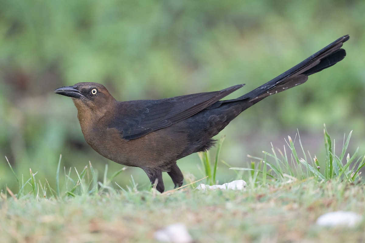 Great-tailed Grackle - ML639031739