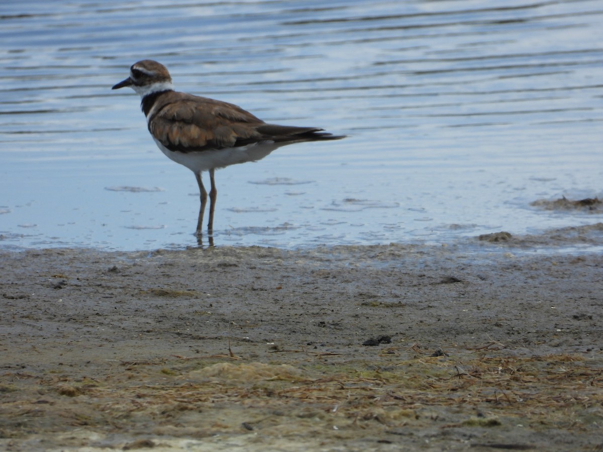 Killdeer - ML639031740