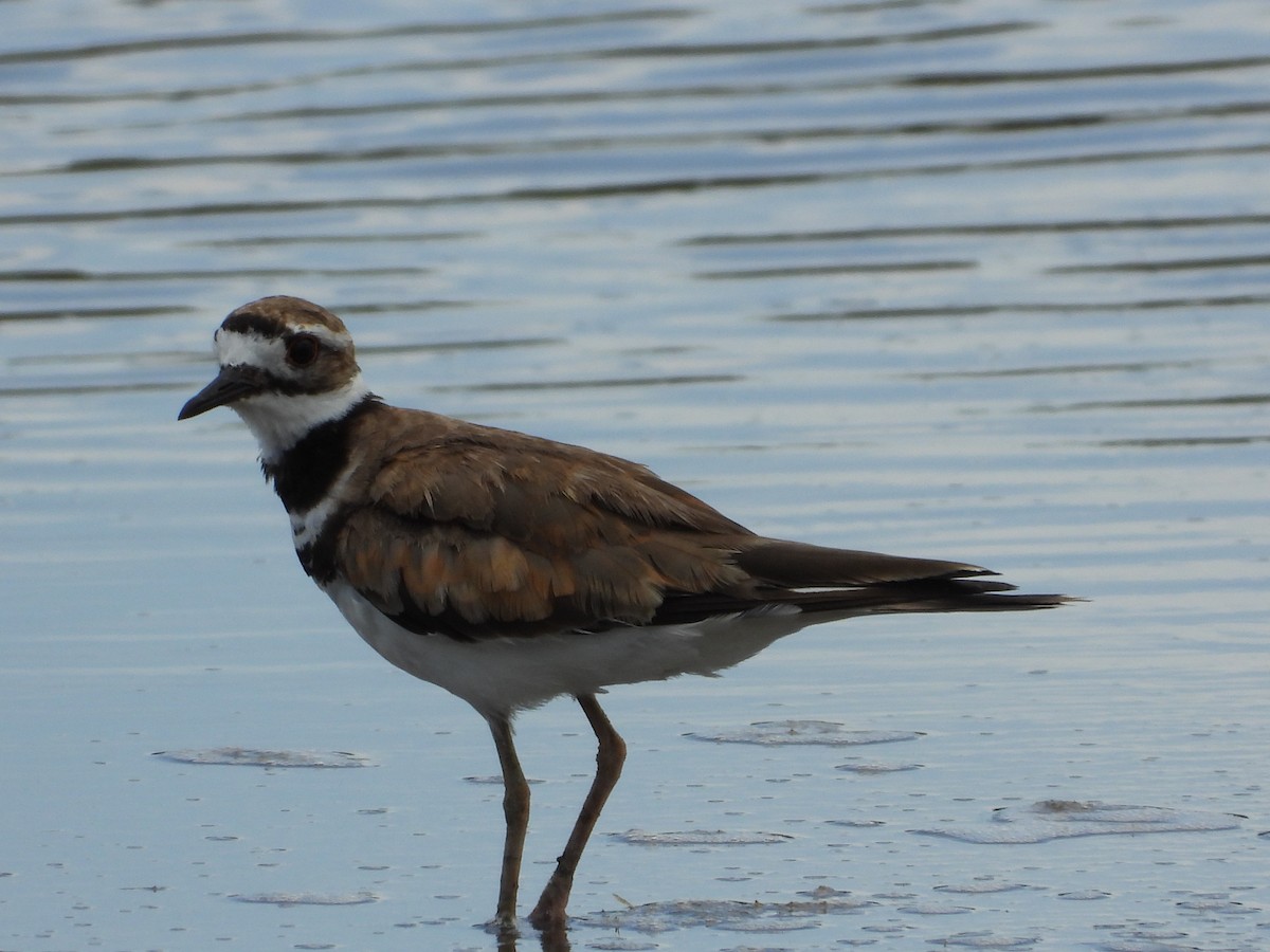 Killdeer - ML639031741