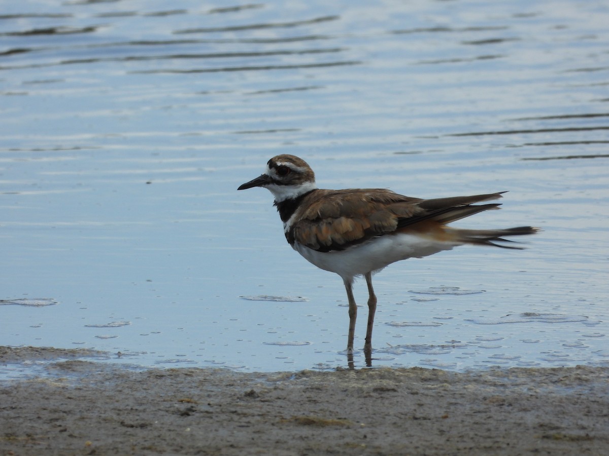 Killdeer - ML639031742