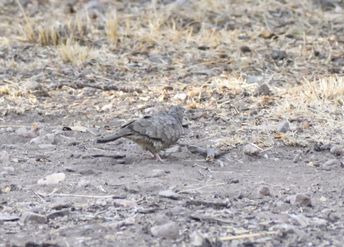 Inca Dove - ML639031749