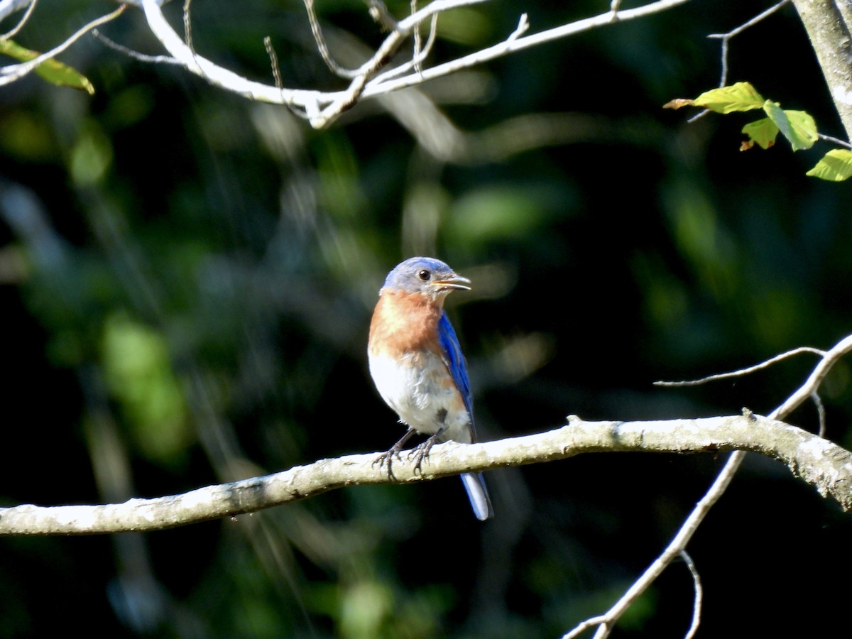 Eastern Bluebird - ML639031750