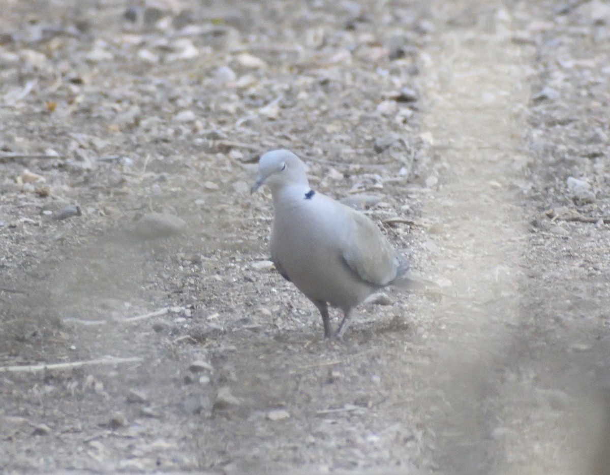 Eurasian Collared-Dove - ML639031754