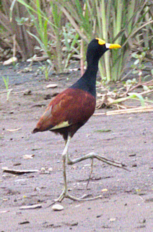 Purple Gallinule - ML639031756