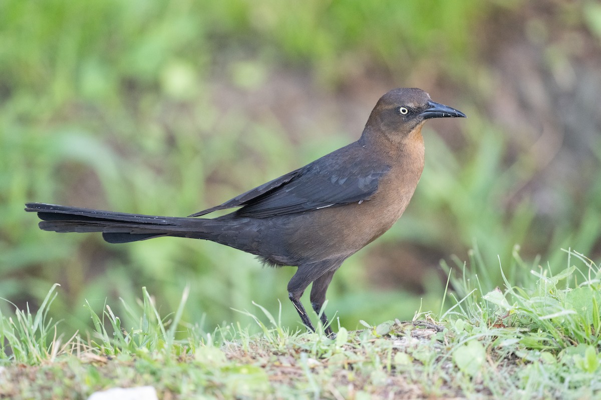 Great-tailed Grackle - ML639031758
