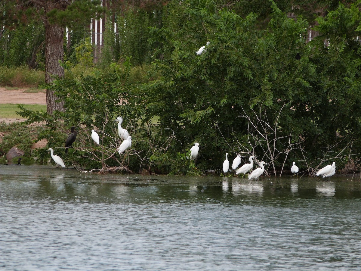 Snowy Egret - ML639031760