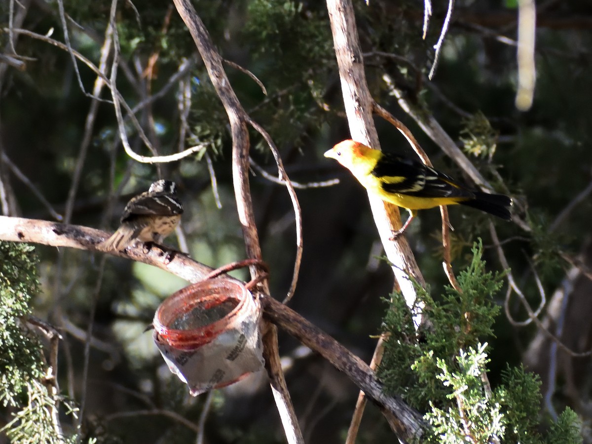 Western Tanager - ML639031761
