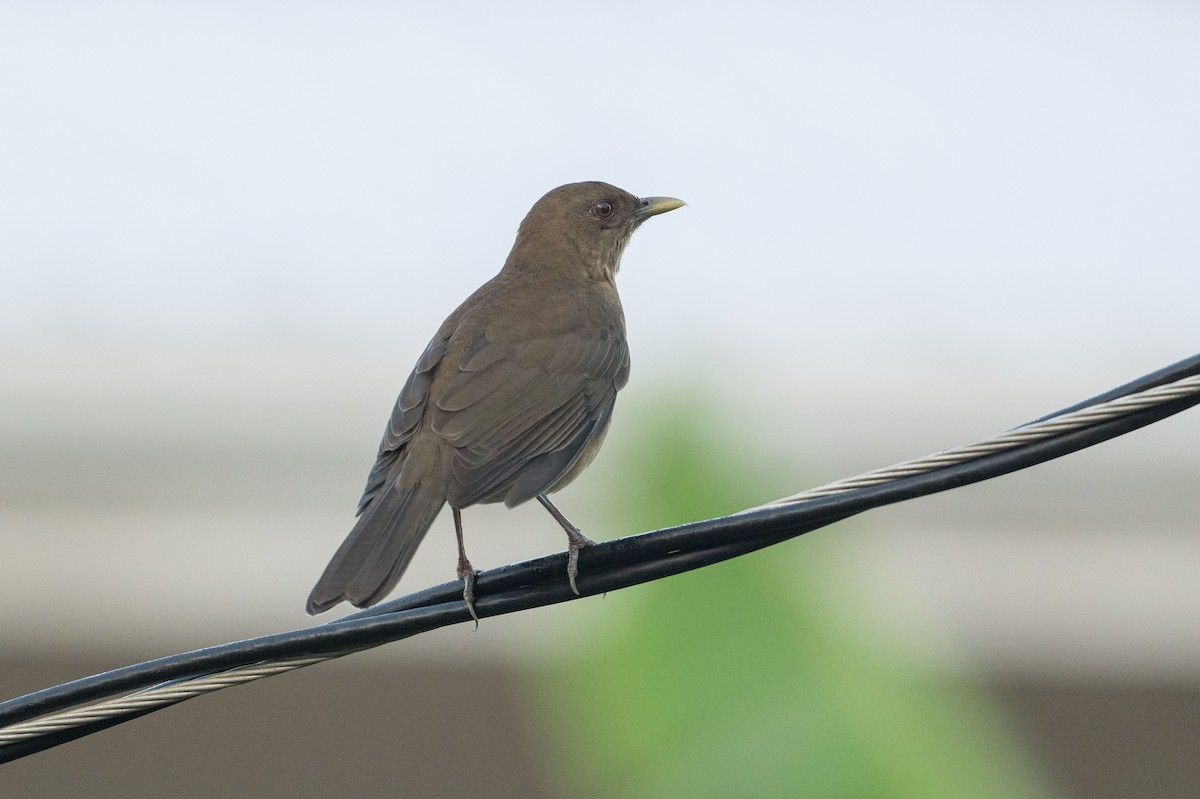 Clay-colored Thrush - ML639031762