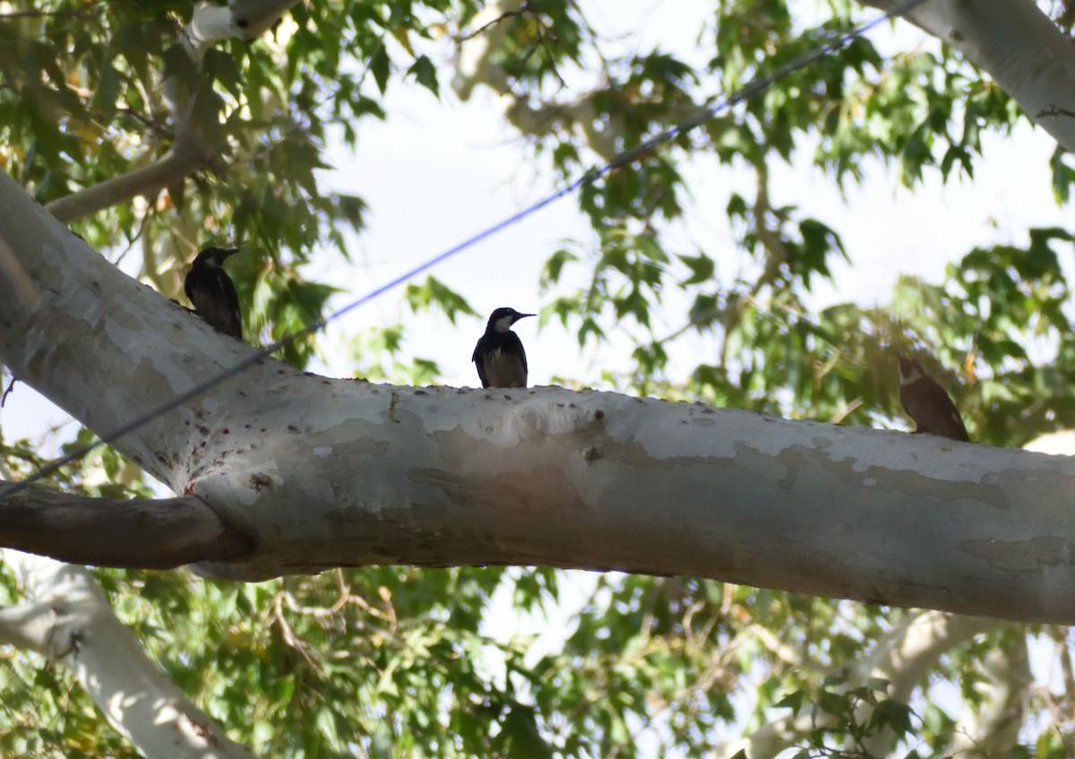 Acorn Woodpecker - ML639031765