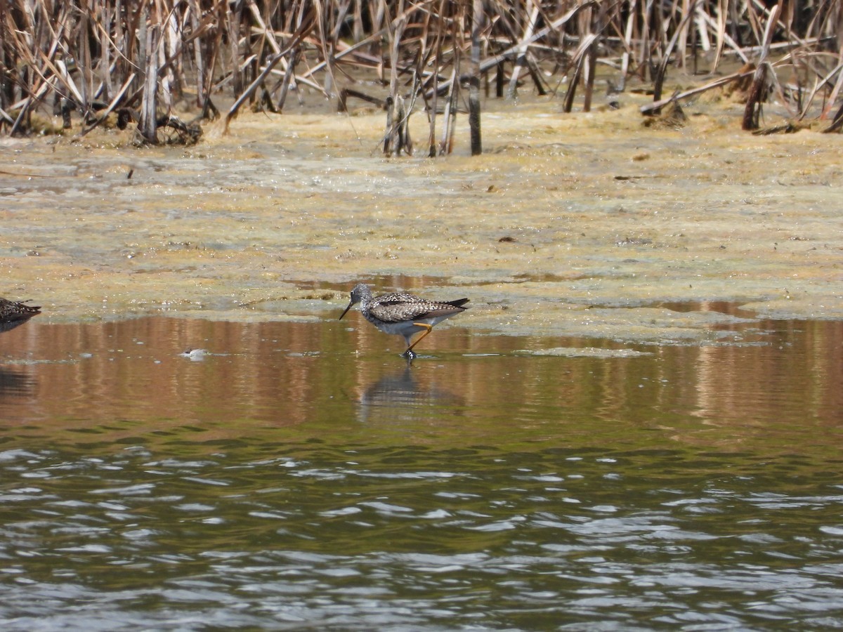 Lesser Yellowlegs - ML639031766