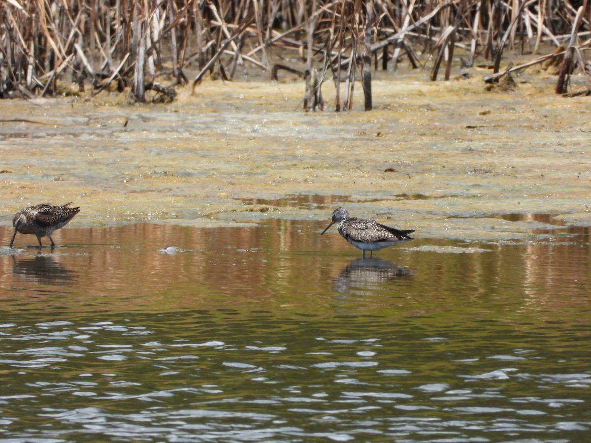 Lesser Yellowlegs - ML639031767