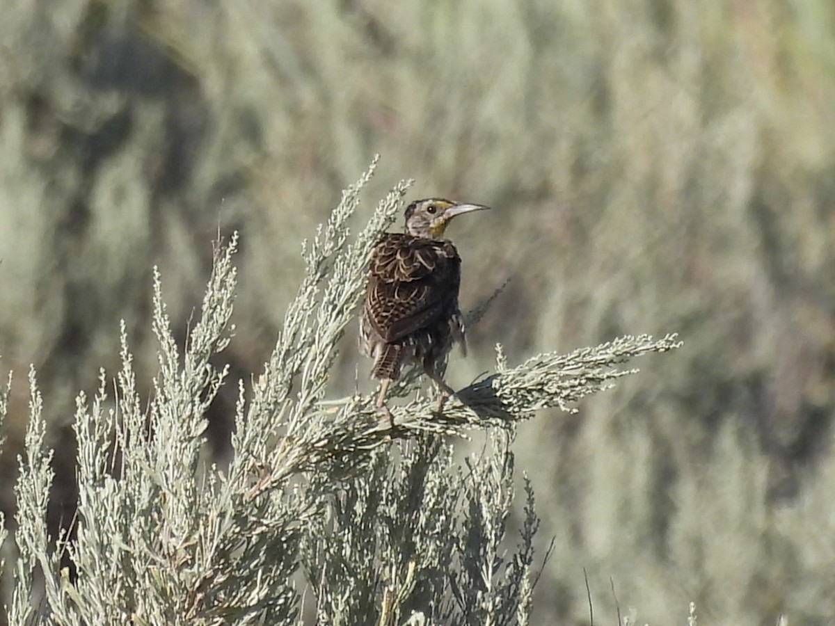 Western Meadowlark - ML639031770