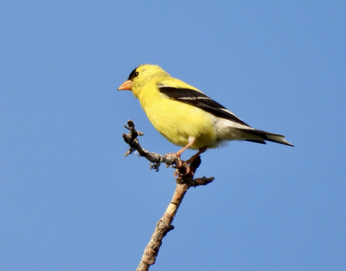 American Goldfinch - ML639031774
