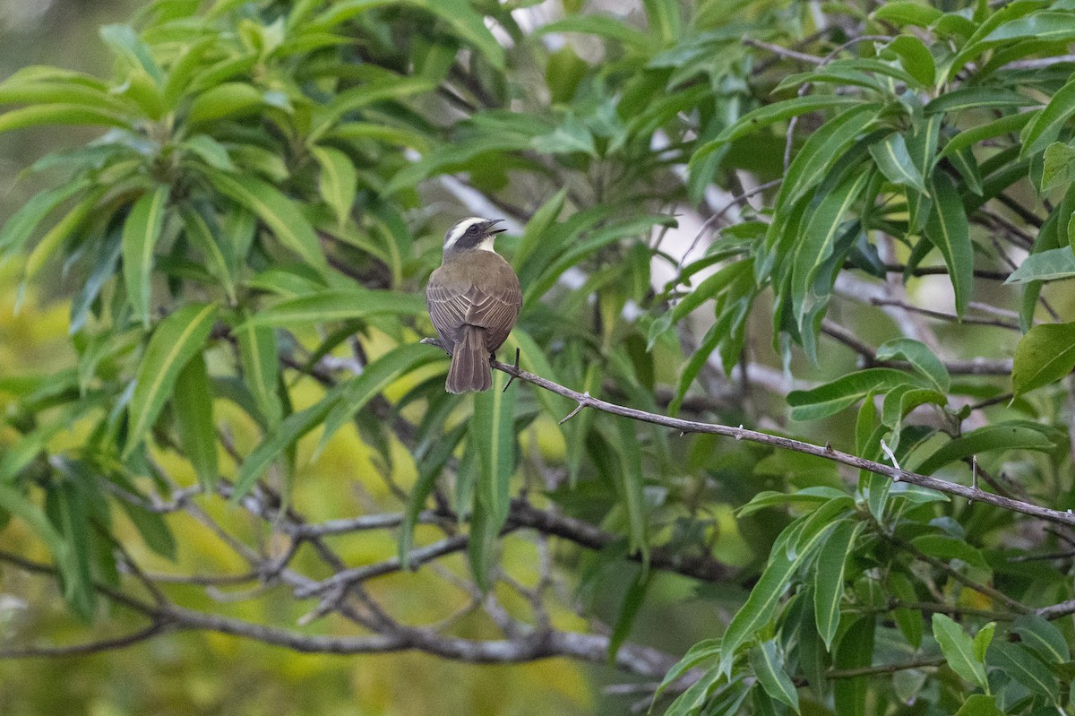 Social Flycatcher - ML639031776