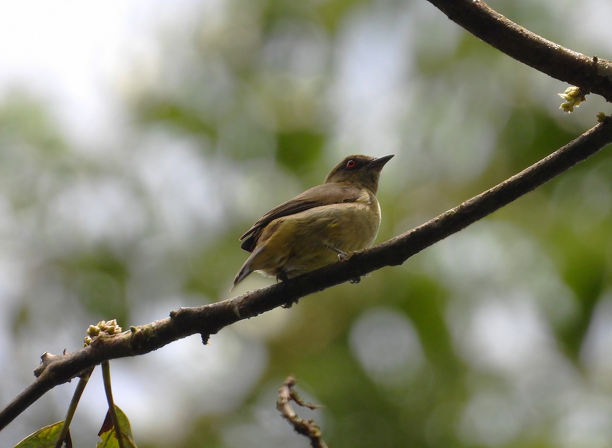 Yellow-bellied Dacnis - ML639031777