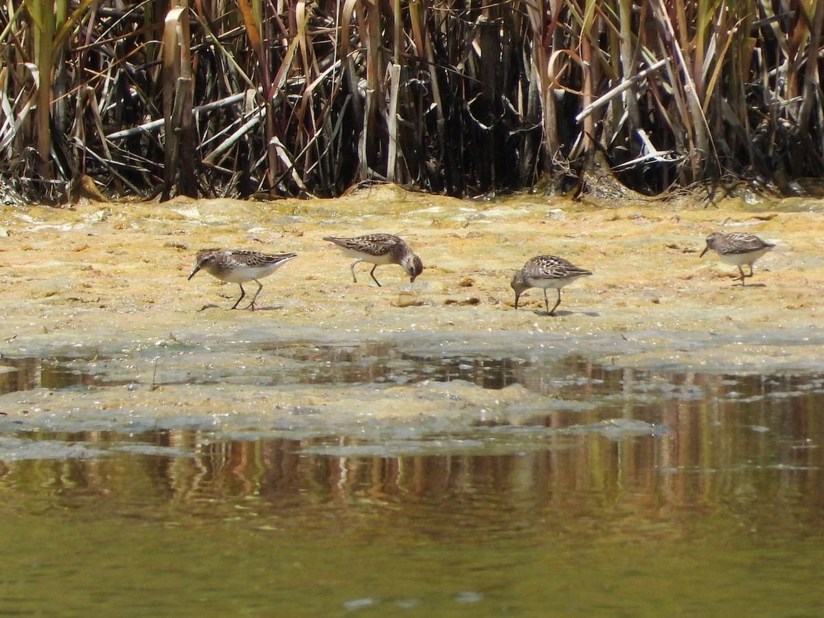 Least Sandpiper - ML639031798