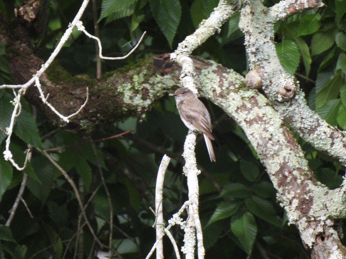 Eastern Phoebe - ML639031813