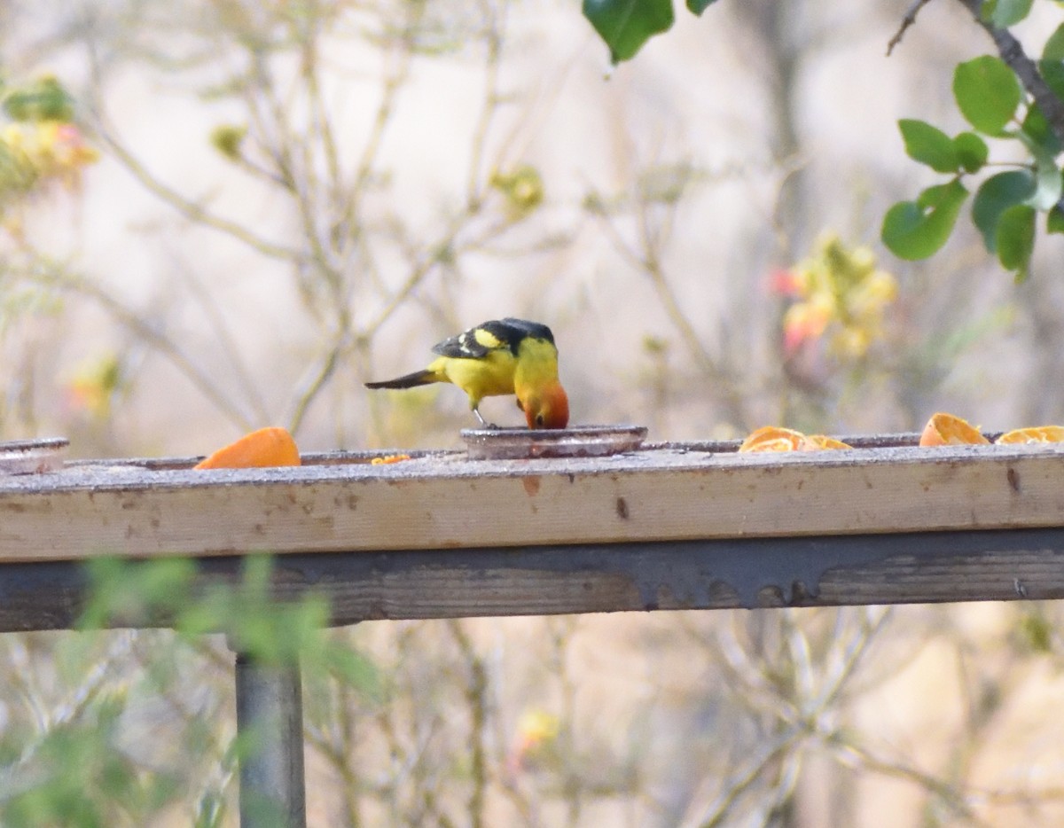 Western Tanager - ML639031815