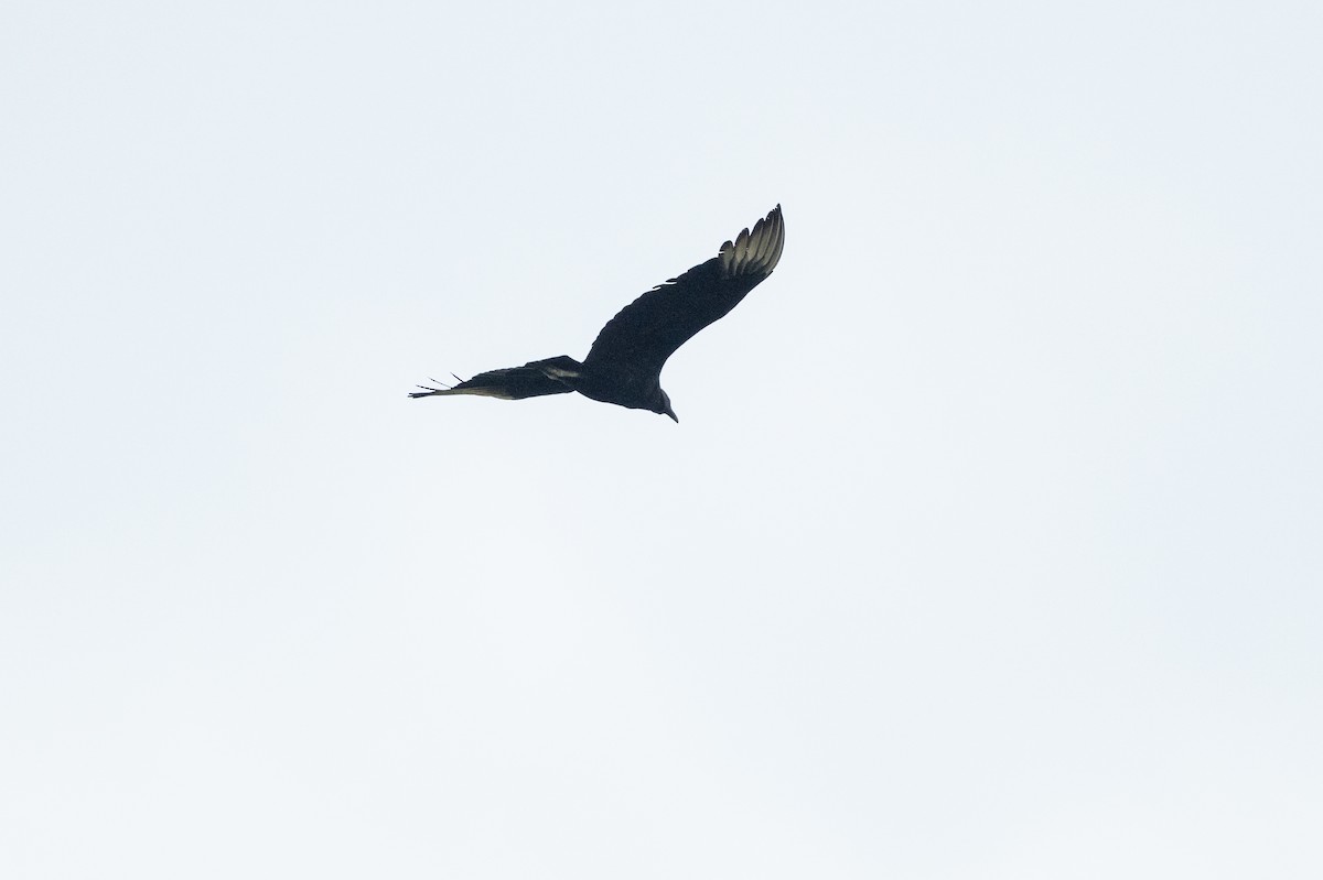 Black Vulture - ML639031817